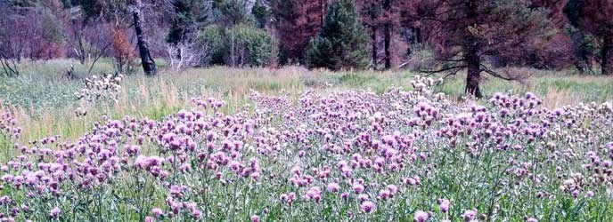 Canada Thistle in Moraine Park after the Fern Lake Fire Canada Thistle in Moraine Park after the Fern Lake Fire