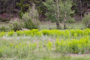 Leafy spurge patches in Upper Beaver Meadows
