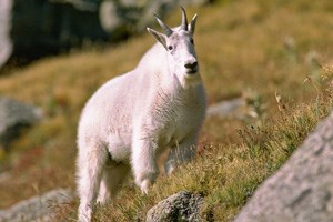 Mountain Goat