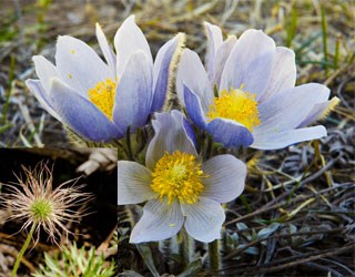 Photo of Pasqueflower