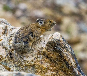 Pika calls from a rock