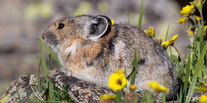 Pika rests in alpine grass