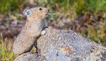 Pika on a rock
