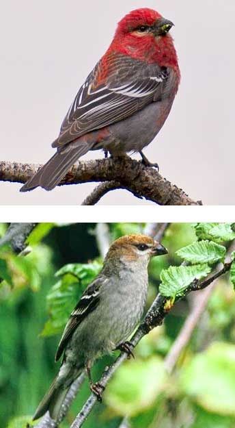 Male and female Pine Grosbeak