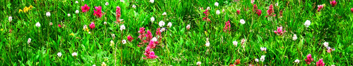 Wildflowers and plants Wildflowers and plants