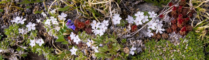 Tundra flowers Tundra flowers