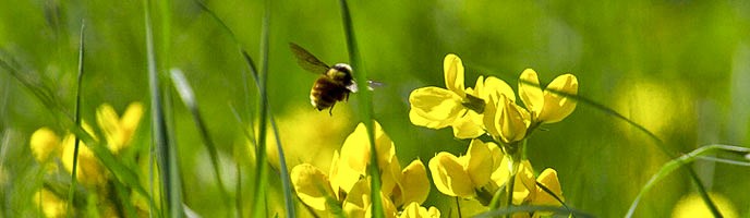 Bee flying around yellow flowers
