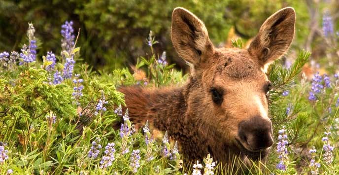 Moose laying in flowers
