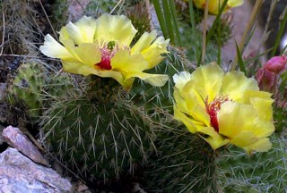 Photo of Plains Prickly Pear