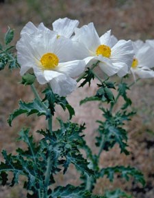 Photo of Bristly Pricklypoppy