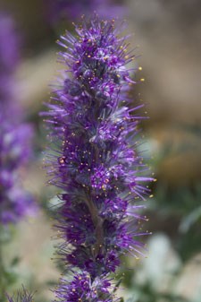 Photo of Purple Fringe
