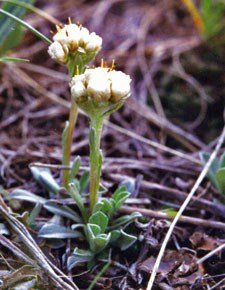 Photo of Rocky Mountain Pussytoes