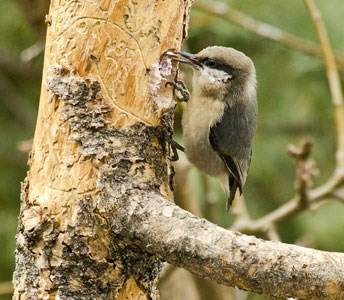 Pygmy nuthatch