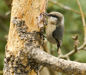 Pygmy nuthatch Pygmy nuthatch