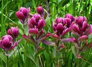 Photo of Rosy Paintbrush