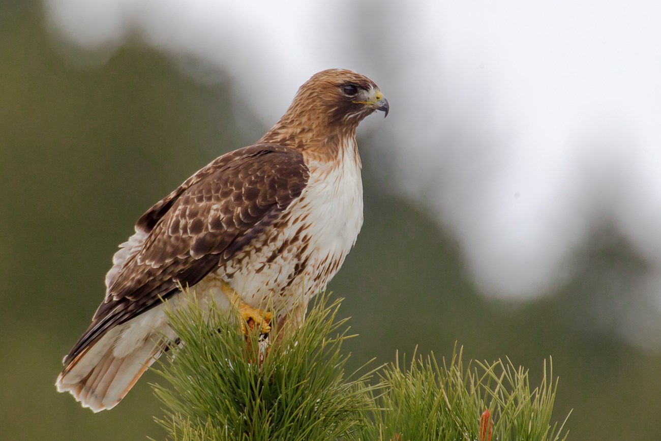 Red-tailed Hawk perched on pine tree