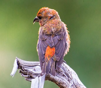 Male Red Crossbill