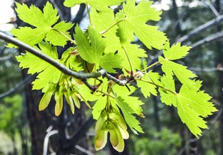 Shrubs Rocky Mountain National Park U S Service Photo Of Rocky Mountain Maple