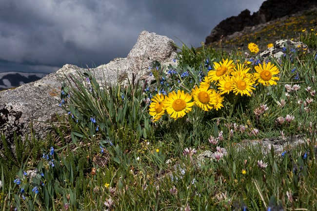 Old Man of the Mountain, or Hymenoxys grandiflora