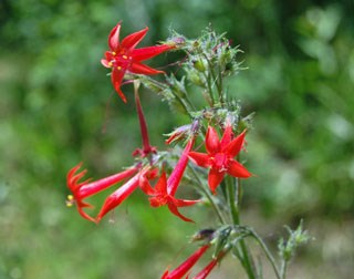 Photo of Western Scarlet Gilia