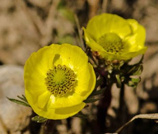 Photo of Snow Buttercup