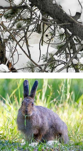 Snowshoe hare in white winter coat and a snowshoe hare in the brown summer coat