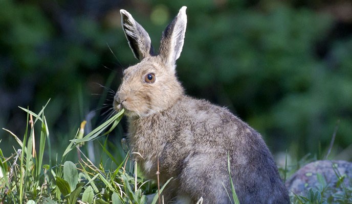 snowshoe hare snowshoe hare