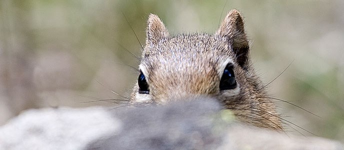 squirrel peaking over a rock
