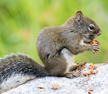 Pine squirrel feeding on a pine cone