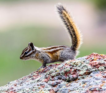 Least Chipmunk on a rock