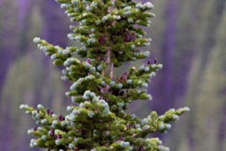 Photot of Subalpine Fir