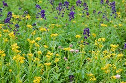 Subalpine wildflowers