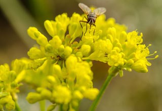 Photo of Sulphur-Flower