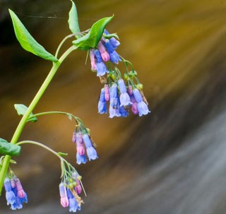 Photo of Tall Chiming Bells