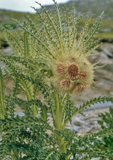 Photo of Alpine Thistle