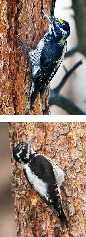Male and female American three-toed woodpecker on a tree trunk
