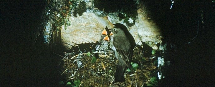 Townsend's Solitaire and chicks Townsend's Solitaire and chicks