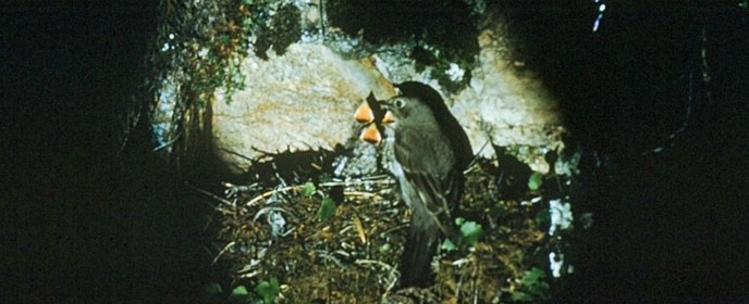 Townsend's Solitaire and chicks