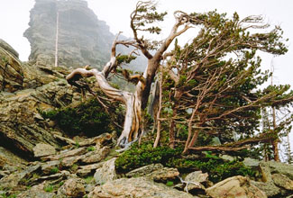 Conifers Rocky Mountain National Park U S National Park Service