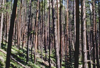 Lodgepole pine tree forest