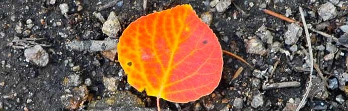 red aspen leaf red aspen leaf