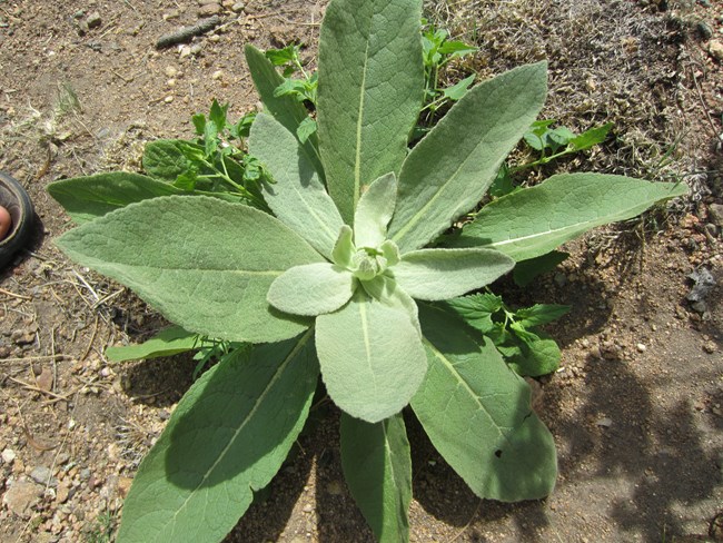 Woolly Mullein_up close