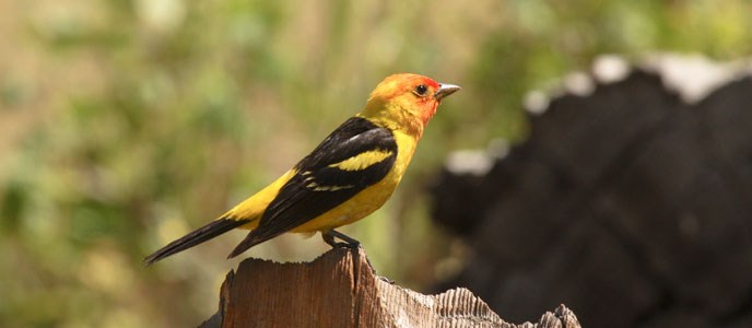 Western Tanager on a log