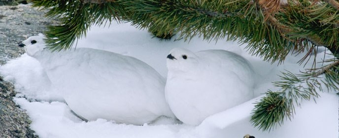 A pair of white white-tailed ptarmigans in snow