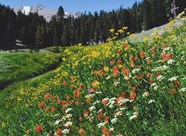 Plants Rocky Mountain National Park U S National Park Service 
