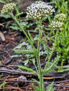 Photo of Yarrow