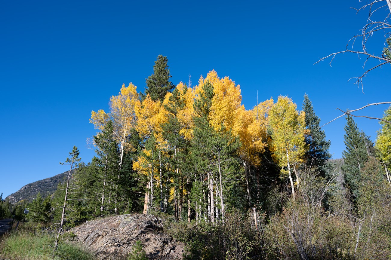 Aspen Trees Turning to Gold