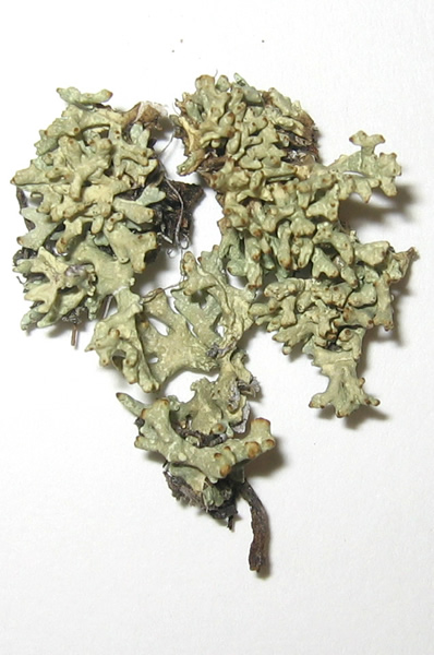 Allocetraria madreporiformis