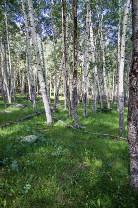 Photo of Aspen grove