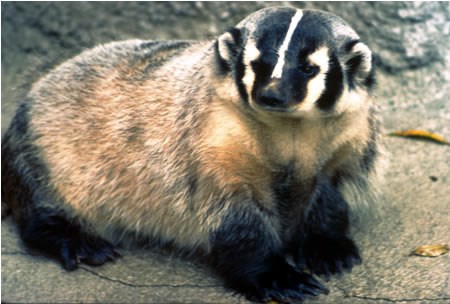 a photo of a badger